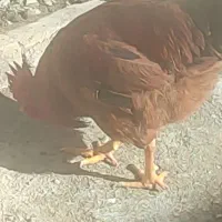 خروس جوان چاق هرچنتا که بخاین