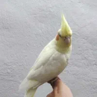 عروس هلندی ماده|پرنده|شیرود, |دیوار