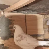 کبوتر پرشی دو عدد نر ویک ماده