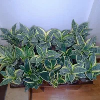 کاکتوس گل آپارتمانی سانسوریا پاکوتاه ابلغ