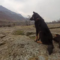 ژرمن شپرد ۶ ماهه