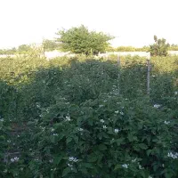 فروش زمین کیاکلا