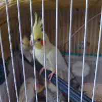 عروس هلندی مولد و جوجه ها و تخم.فروشی