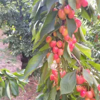 باغ-میوه