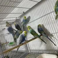 مرغ عشق رنگین کمانی و پروانه ای و کوتوله و عروس