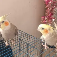 جفت عروس هلندی فروشی|پرنده|طبس, |دیوار