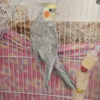 عروس هلندی نر