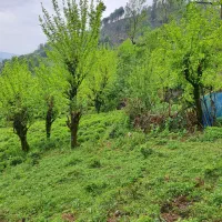 220 متری/جنگلی/طلا 24|فروش زمین و ملک کلنگی|سیاهکل, |دیوار