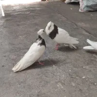 ۴تاکبوترطوقی