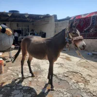 قاطر|حیوانات مزرعه|کوهدشت, |دیوار