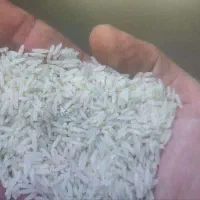 فروش برنج ندا یک دست و تمیز