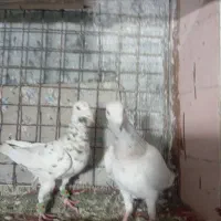 دوجفت سار خوشگل