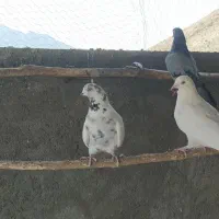 کبوتر