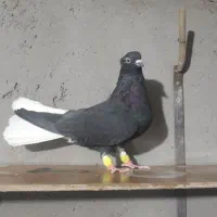 دم سفید ماده|پرنده|تاکستان, |دیوار