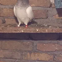 کبوتر طوقی ماده|پرنده|تاتار علیا, |دیوار