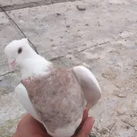 کبوتر|پرنده|مریوان, |دیوار