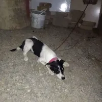 سگ پاکوتا مخصوص گربه