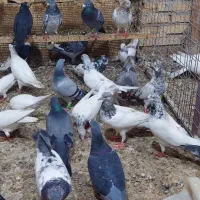 کبوتر شیخی پاکستانی ۵۰عدد|پرنده|بندر ماهشهر, |دیوار