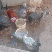 بوقلمون جوان سرحال