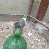 پلاس کبود|حراج|قم, کلهری|دیوار