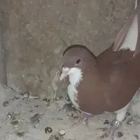 سه جفت جفت مسافتی به شرط و دو جفت رنگی و پرشی|پرنده|برازجان, |دیوار