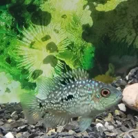 یک جفت تگزاس معاوضه با گوپی