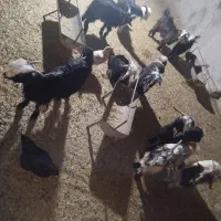 کهره خوب و سالم