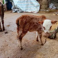 گاو چالوس اصل کول دار