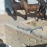 بزغاله اصیل پاکستانی نر وماده|حیوانات مزرعه|پائین جام, |دیوار