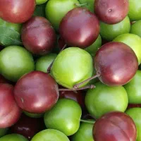 آلوچه قرمز و گوجه سبز