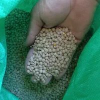 فروش عدس|عمده‌فروشی|بانه, |دیوار