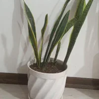 گل سانسوریا