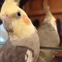 عروس هلندی گمشده