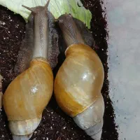 حلزون آلبینو|خزنده|یزد, |دیوار