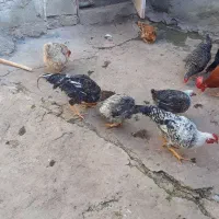 مرغ و خروس|حیوانات مزرعه|مسجد سلیمان, |دیوار