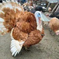 بوقلمون بوربون ، برنز  و غاز محلی