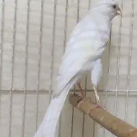 قناری ماده سفید بلند هیکل دار