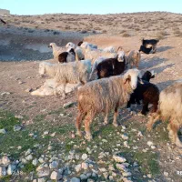 10راس میش بره دار به فروش میرسد