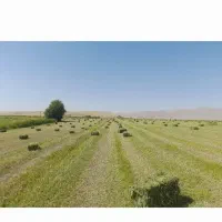 یونجه درجه ۱