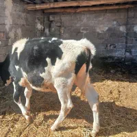 گوساله.تلیسه