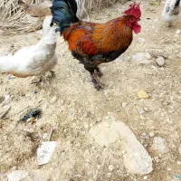 خروس دلگونی اصل پا پری