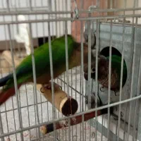 طوطی قریمچک جفت
