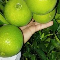 خریدارپرتقال  مارسلین و واشنگتون
