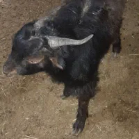 کهره گوشتی و زنده کیل