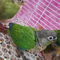 گرینجیک نیمه نرم خور