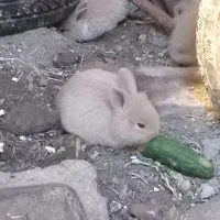 خرگوش های لپ