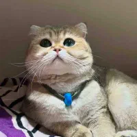 نگهداری از تمام حیوانات خانگی شما