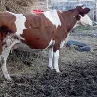 گاوشیری سمینتال