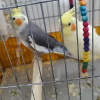 عروس هلندی یک جفت با قفس