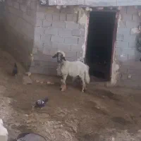 بره قوچ بختیاری اصل
